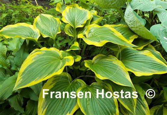 Hosta Cleopatra